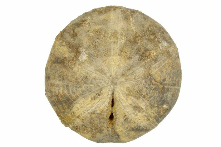 Jurassic Echinoid (Clypeus) Fossil - Jaulny, France #254006